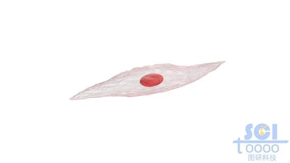 梭形細(xì)胞