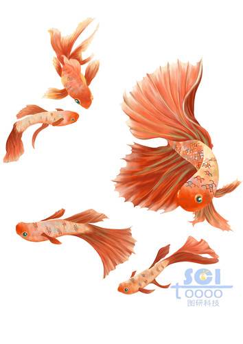 金魚(yú)