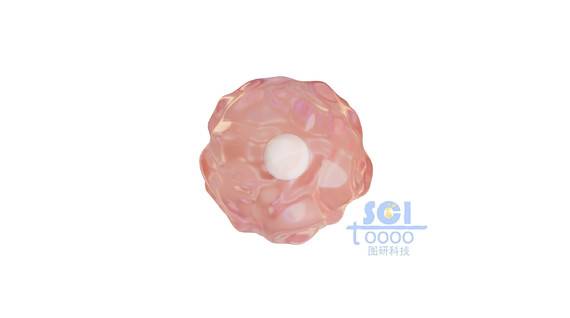 帶細胞核的單個細胞結(jié)構(gòu)