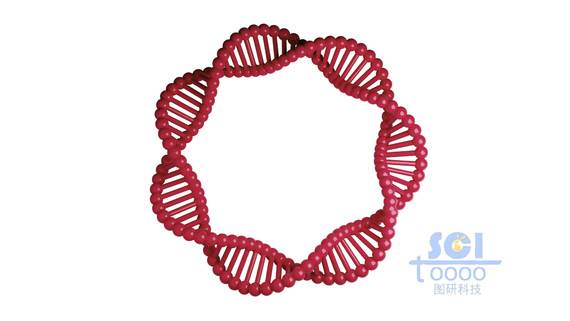 質粒DNA