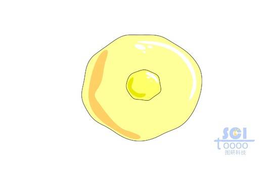 單體細(xì)胞