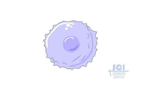 卵细胞