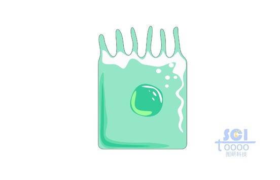纖毛細(xì)胞