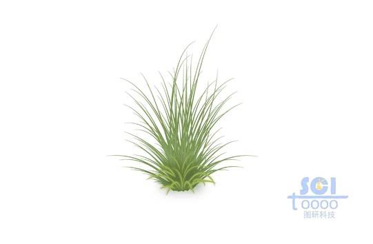 草叢