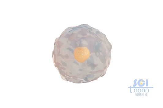 帶多孔細(xì)胞核的小細(xì)胞