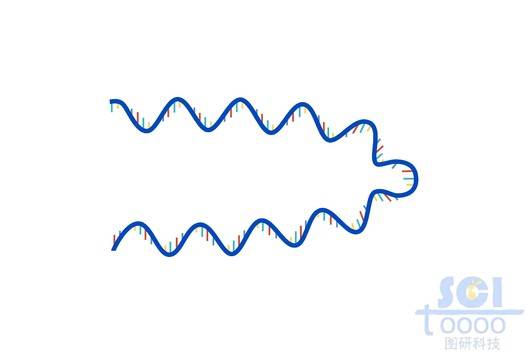 单链DNA
