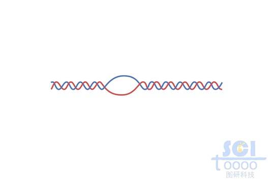 双链DNA（带R环）