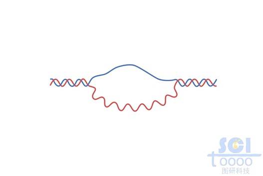 双链DNA（带R环）