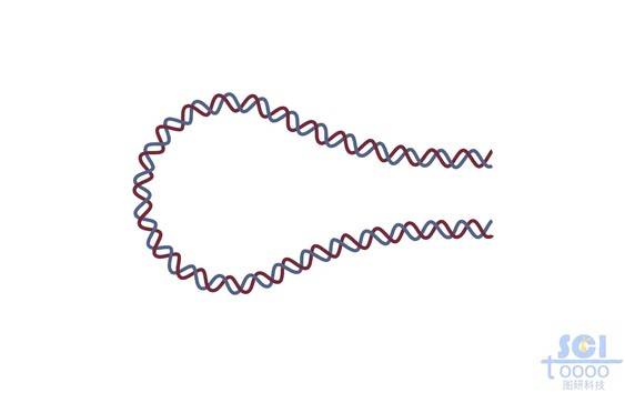 发夹DNA