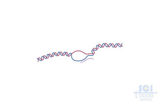 DNA