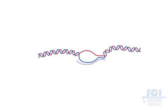 DNA