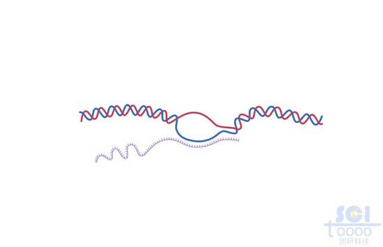 DNA