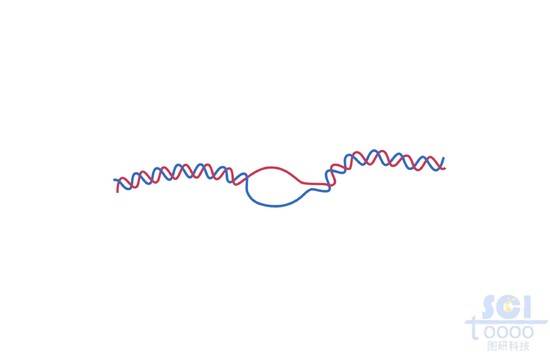 DNA