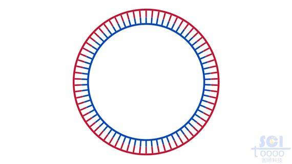 环状DNA