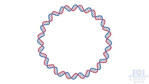 环状DNA