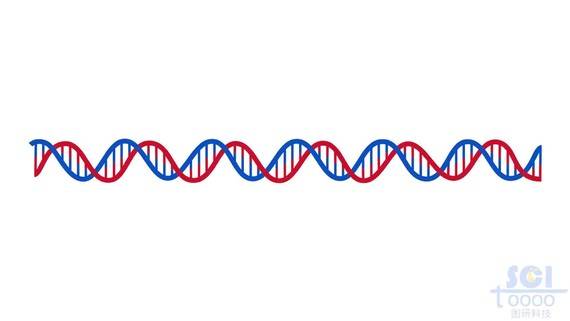双螺旋DNA