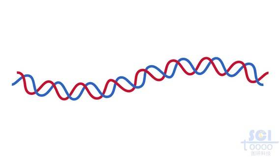 双螺旋DNA