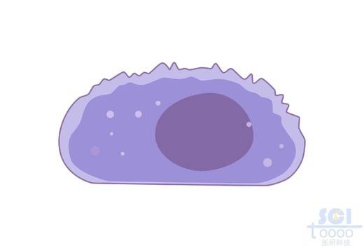 间皮细胞