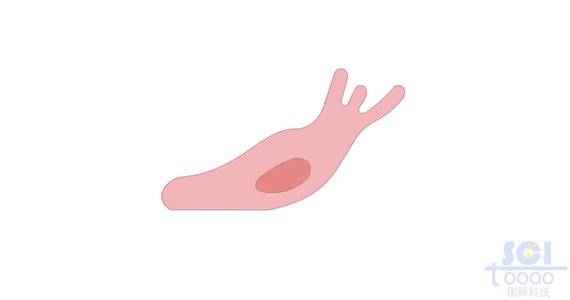 遷移中的內皮細胞