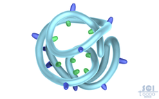 多肽鏈卷曲形成的蛋白分子
