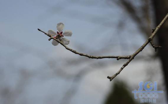 花朵素材