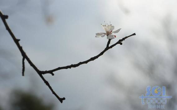 花朵素材