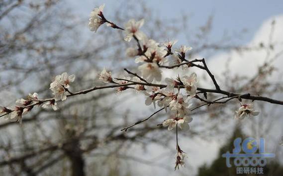 花朵素材