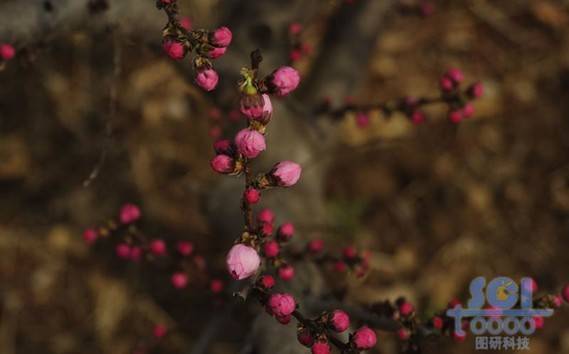 花朵素材