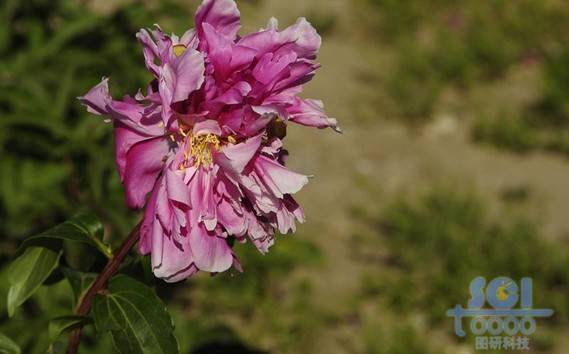 花朵素材