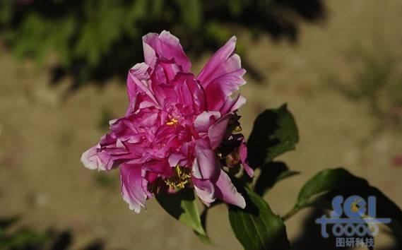 花朵素材