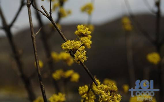 花朵素材