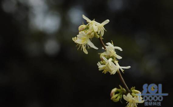 花朵素材