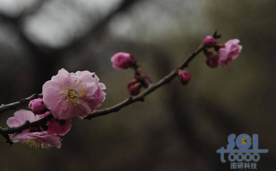 花朵素材