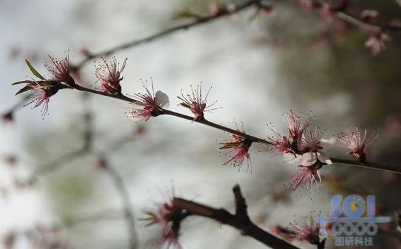 花朵素材