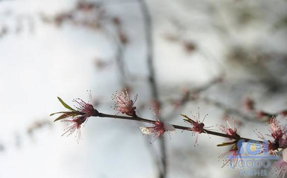 花朵素材