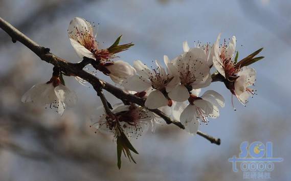 花朵素材