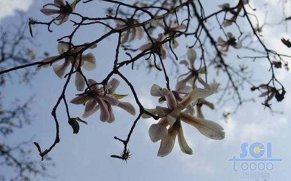 花朵素材