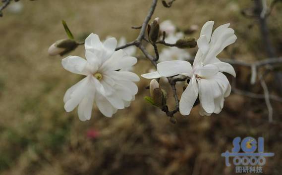 花朵素材