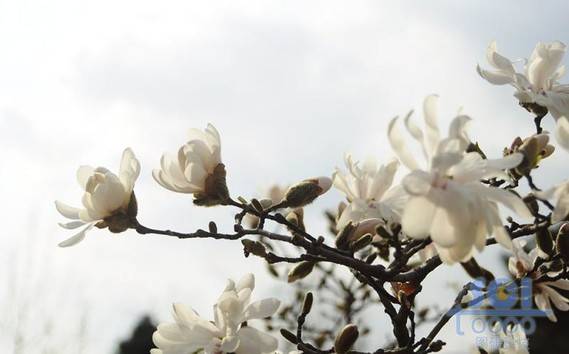 花朵素材