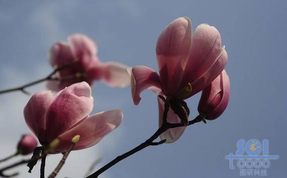 花朵素材