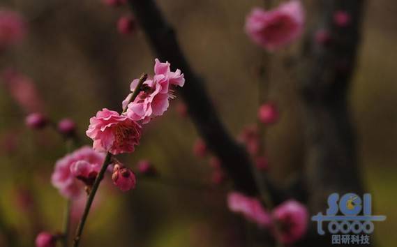 花朵素材