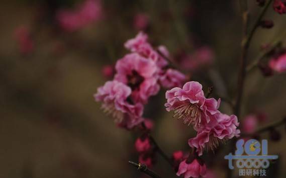 花朵素材