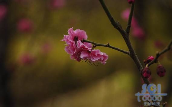 花朵素材