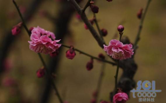 花朵素材