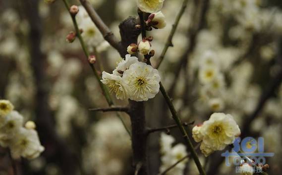 花朵素材