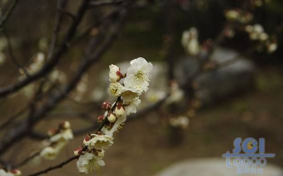 花朵素材