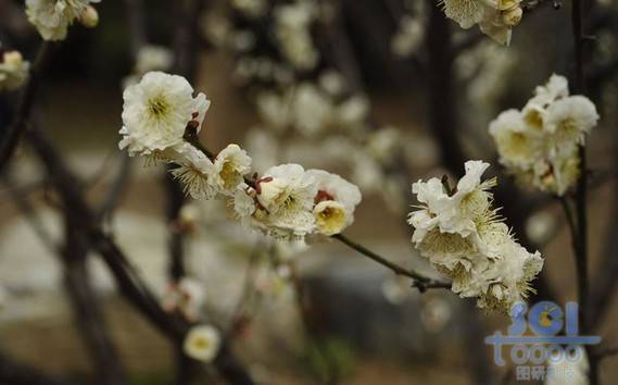 花朵素材