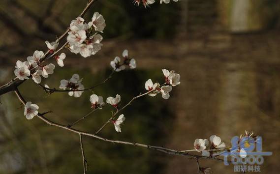 花朵素材