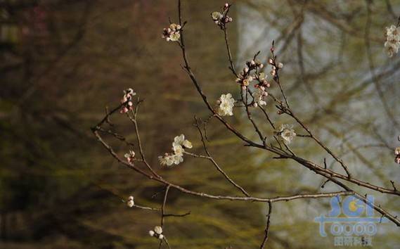 花朵素材