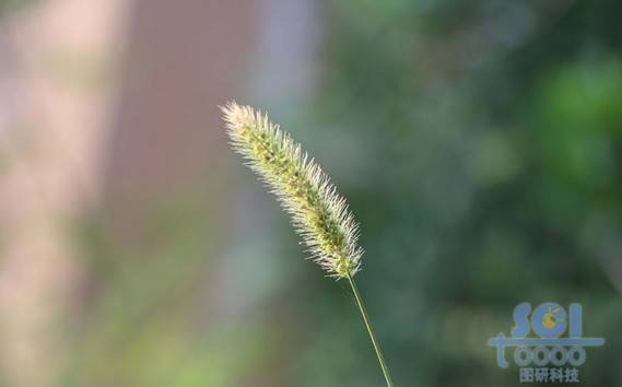 植物素材